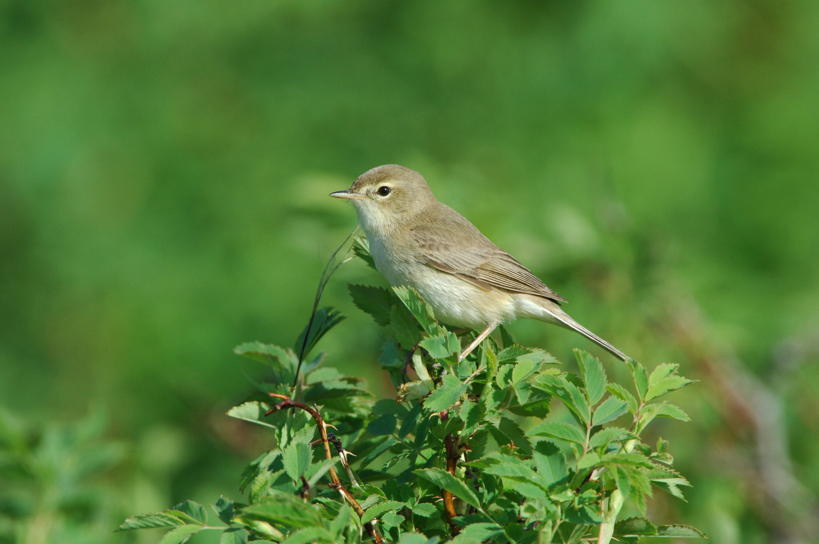 image Booted Warbler